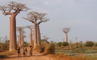 Baobab panorama - Credit: Richard Jenkins