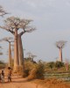 Baobab panorama - Credit: Richard Jenkins