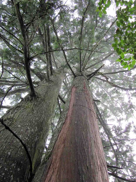The towering Chinese coffin tree. Credit: Center for Plant Conservation, Vietnam.