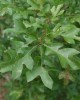 Quercus Georgiana - credit Chris Evans, Illinois Wildlife Action Plan, Bugwood.org