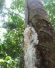 Lansan tree and resin (credit: Jenny Daltry)