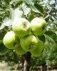 Fruits of the Bukharan pear (Pyrus korshinskyi). Credit: Mario Boboev