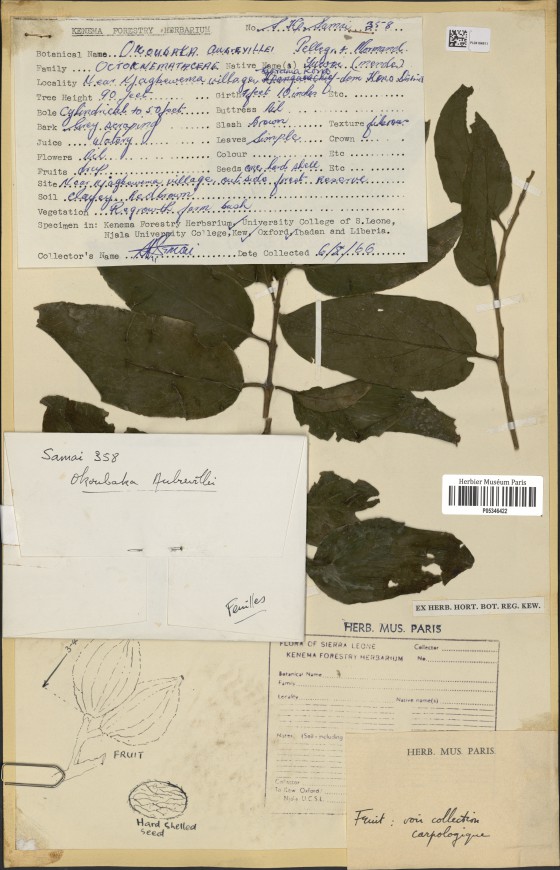 A rare glimpse of the mysterious Okoubaka death tree alongside pencil sketches of the fruit . Credit; MNHN – Paris/GBIF