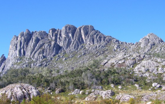 Healthy cluster of Mulanje Cedar, c. 2005 (Credit: Jeffrey Juwawo)