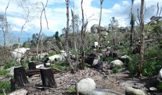 Felled Mulanje Cedar trees at Sombani research cluster