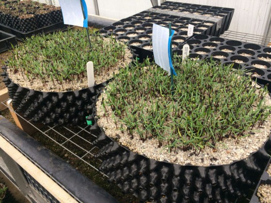 Mulanje Cedar seedlings growing at Bedgebury Pinetum