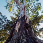 River Red Gum © Mayu Kataoka