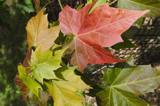 Acer amamiense at Westonbirt Arboretum. Credit: Dan Crowley/BGCI