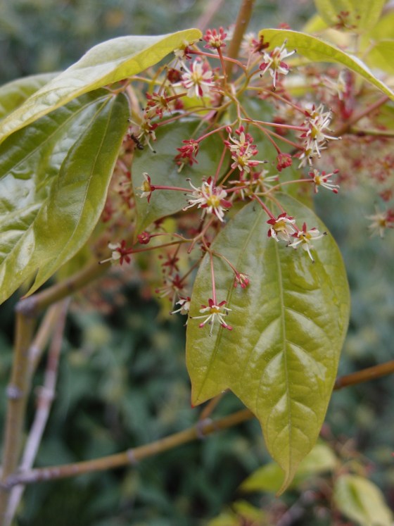 Acer calcaratum leaves and flowers. Credit: H. C. Angus