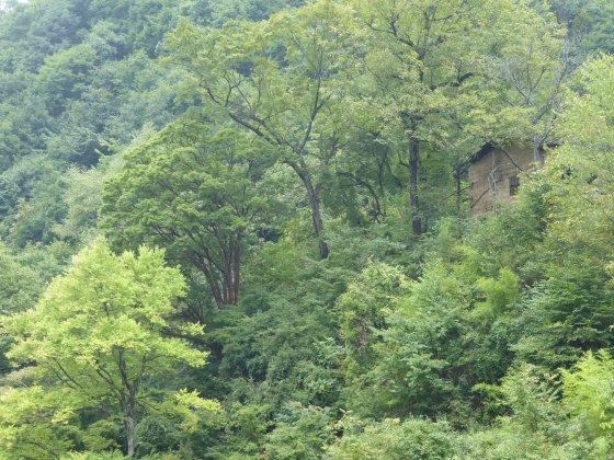 Acer griseum in the wild in China credit Anthony S. Aiello