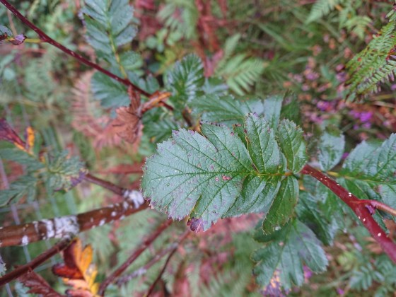 Sorbus pseudofennica leaf