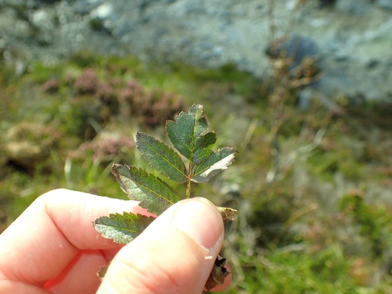 Sorbus pseudomeinichii - leaf