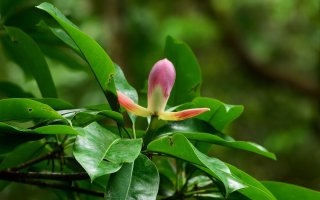Magnolia grandis flowering in northern Vietnam. Credit: Chu Xuan Canh/FFI