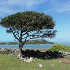 The Rodrigues Ebony tree scheduled for removal for airport expansion