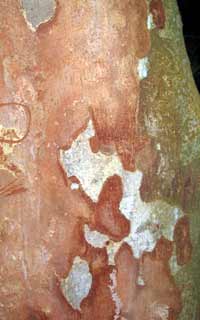Pericopsis elata - Paul Mathew