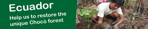 Dedicate a Tree in Ecuador