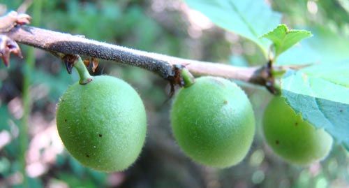 Amygdalus ulmifolia. Photo: G Lazkov.