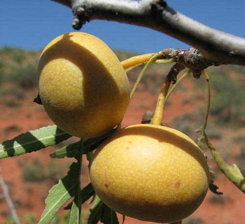 Pyrus korshinskyi. Photo: D.Milko