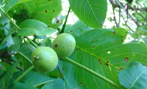Walnut.  Photo: G. Lazkov
