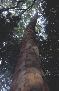 Pericopsis elata - Evan Bowen-Jones
