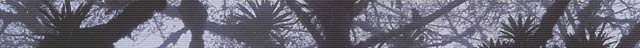 banner picture