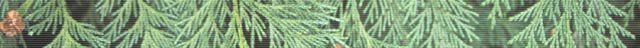 banner picture
