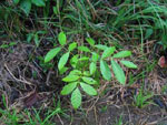 1 year old S. macrophylla Belize. Paul Mathew/FFI