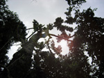 S. macrophylla Belize. Paul Mathew/FFI