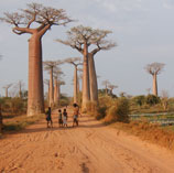 Children playing near Grandidier's Baobab. Photo: R. Jenkins