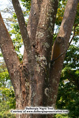 Dalbergia nigra. Photo: Dalbergia Preservation http://www.dalbergiapreservation.com/wp/