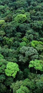 Forest in the Awacachi Corridor. Photo: Juan Pablo Moreiras / FFI