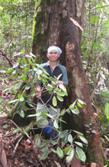 A member of the Forestry Department team stands next to a Keruing Jarang tree in the Siangau