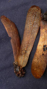 Winged fruits of Keruing Jarang