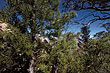 cedar_tree_cederberg_5