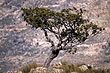 cedar_tree_cederberg_6