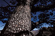 cedar_tree_cederberg_7