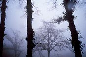 tree trunks image