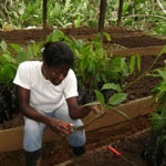Seedlings in the project nursery. Photo: Fundación Sirua