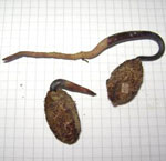 Tabebuia spp. seeds. Photo: Fundación Sirua 