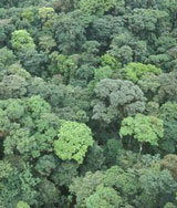Awacachi Corridor forest, Ecuador. Photo: FFI