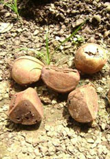 Carapa megistocarapa seeds. Photo: FFI/ Fundacion Sirua