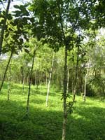 Prunus at Tooro Botanical Garden. Photo: BGCI