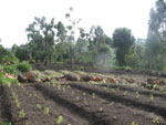 Cultivation of rare trees at Tooro Botanical Garden.Photo: BGCI