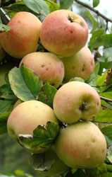 Wild apple. Photo: G. Lazkov