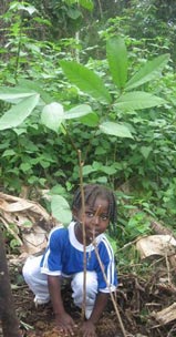 Child planting a tree in Awacachi, Ecuador.  Photo -  Fundacion Sirua