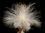 Flower of Adansonia species. Photo: FFI.