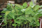 Seedlings of Magnolia silvioi. Photo: BGCI