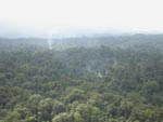 Forest in the Cardamom Mountains. Photo: Jenny Daltry/FFI