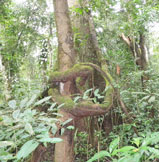 Tree in forest of Mt. Cameroon. Photo: FFI