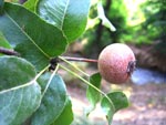 Pyrus hyrcana, Azerbaijan. Photo: FFI